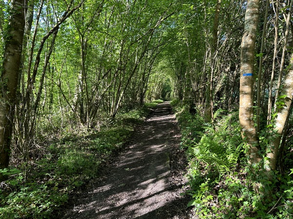 Nous montons dans le bois de la Houssaye. C'est encore un très beau chemin, mais encombré d'un chablis en mai 2024 (voir l'album). On peut passer à pied, mais pas en VTT.