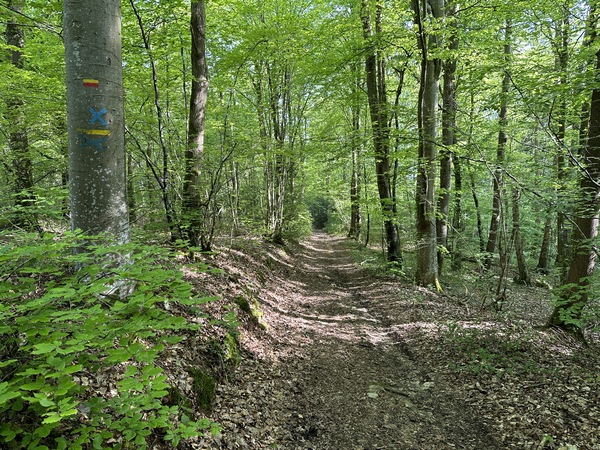 Nous sommes maintenant dans les vestiges de l'antique et mystérieuse forêt du Vièvre, où, d'après la légende, vivait une vouivre.