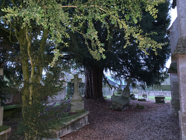 L'if monumental près de l'église, et les vieilles pierres tombales un peu bousculées à son pied.