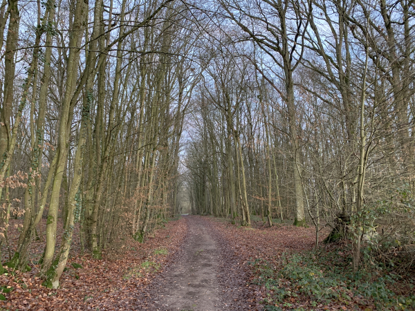 Nous traversons le bois des Perrois en direction de La Puthenaye.