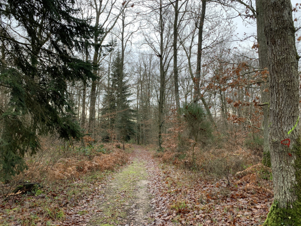 Nous traversons le bois de la Noë en direction de Bougy.