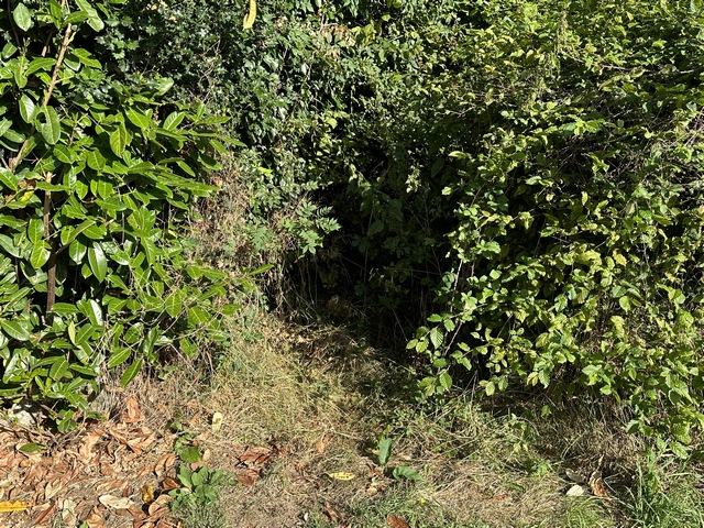 Surprise, dans Grosley, le chemin qui passe à l'est de l'école maternelle (GR224) a disparu sous la végétation. Nous contournons l'école maternelle par l'ouest, par la rue de la Mairie.