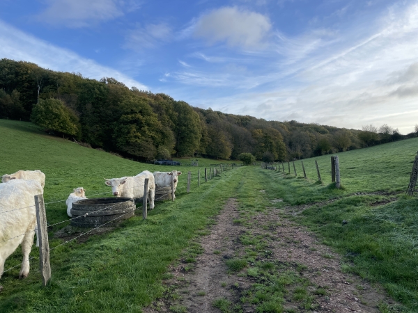 La rue de la Petite Cuette devient chemin et entre dans le bois de la Cuette, puis celui des Essarts. Je suis sur les terres gagnées au XVIIIe siècle sur la profonde forêt primaire de Longboël.