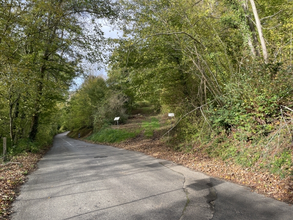 Je quitte la route pour suivre à droite le chemin qui sépare le bois des Dames et le bois de Fontaine Guérard.