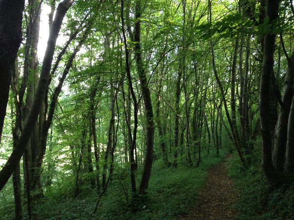 Nous sommes maintenant dans le bois de la Hogue, et continuons sur le GR2 en direction du Thuit.