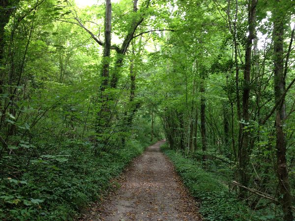 Nous continuons dans le Bois Guyot, en direction du village de Noyers.