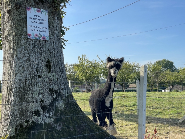 Curieuse rencontre à l'entrée de Varvannes. Lui aussi semble surpris de nous voir.