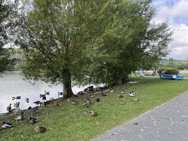 Ici, les canards ne se dérangent même plus à chaque passage de marcheur ou de cycliste.