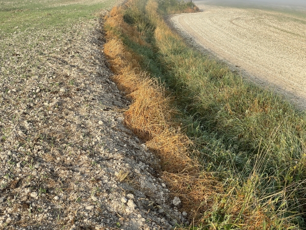 Voilà le chemin des Pâtis. Il est encore visible sur les cartes, mais dans la réalité c'est devenu un fossé encombré de ronces et d'orties. Nous sommes contraints de marcher en bordure du champ, ce qui ne pose pas de problème en ce début septembre. Regardez les photos de l'album en 2013, et vous verrez le charmant chemin que c'était. C'est triste que la commune d'Ancourt n'aie pas le souci d'entretenir de si beaux chemins.