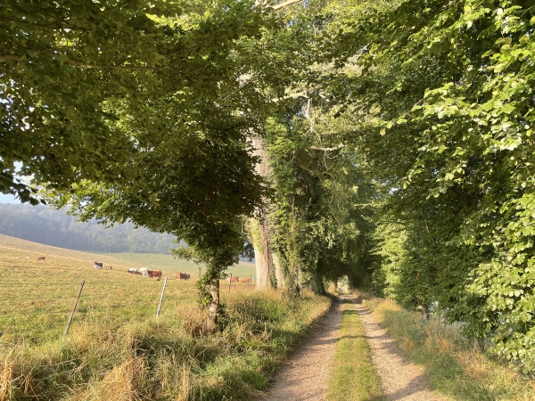Après la ferme d'Heugueville, le chemin redevient ce qu'il n'aurait jamais dû cesser d'être.