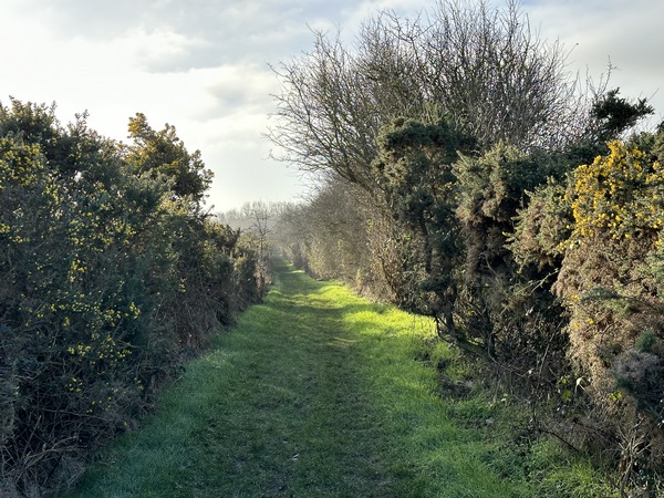 Nous suivons le chemin de la Cavée, entourés de genêts en fleur.&nbsp;