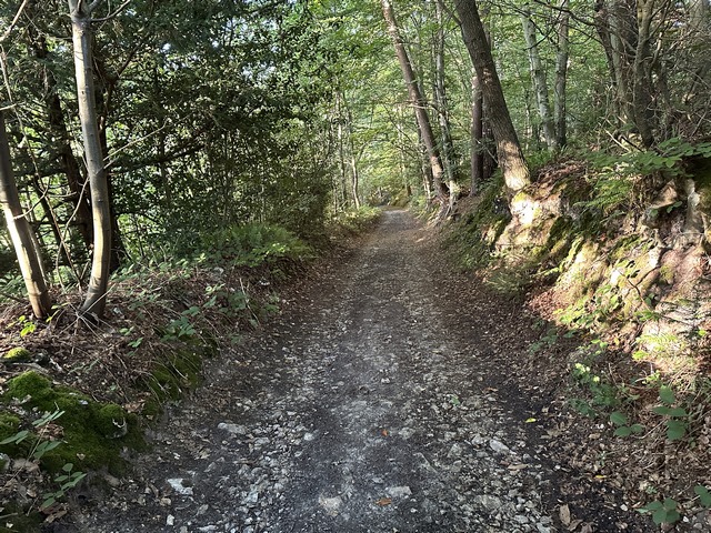 Peu après le départ, je marche sur le premier chemin boisé, le premier d'une longue liste.&nbsp;