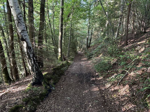 Après les Bouteaux, je marche sur les chemins qui rejoignent Saint-Cyr.