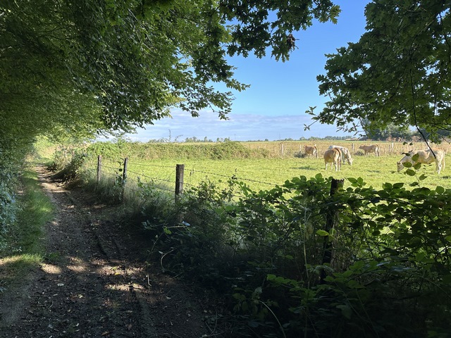 Je vais quitter les bois pour traverser la plaine qui entoure Berthouville.