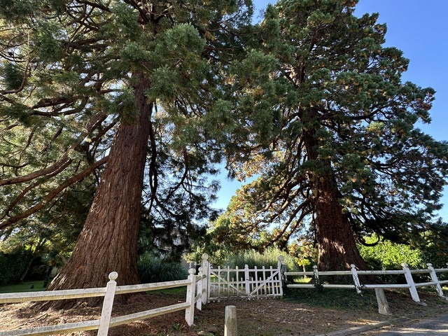 Près de l'église se trouve l'entrée du manoir, encadrée par ces deux grands séquoias.