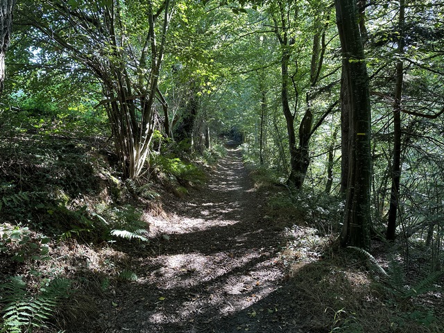 Je retrouve les chemins dans les bois. Celui-ci avance vers l'est en direction de Saint-Pierre.