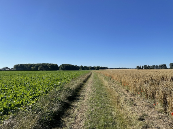 Nous traversons la plaine agricole du Tot vers Anglesqueville-les-Murs.