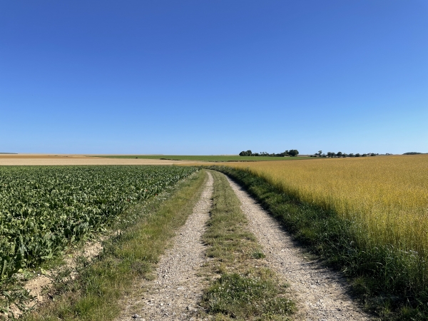 Chemin de la Campagne vers Saint-Valery-en-Caux.
