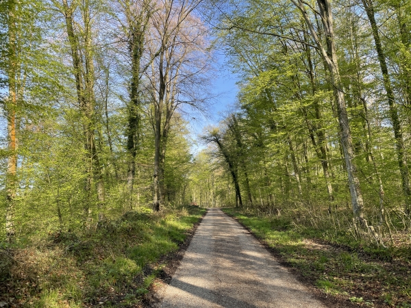 Nous sommes en lisière de la forêt domaniale de Lyons, nous suivons la route forestière du Val Amelot jusqu'à la D169.