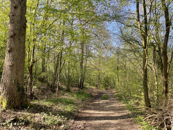 Le chemin traverse les bois de la Cornouilleraie et de la Bastille.