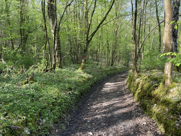 Le chemin traverse les bois de la Cornouilleraie et de la Bastille.