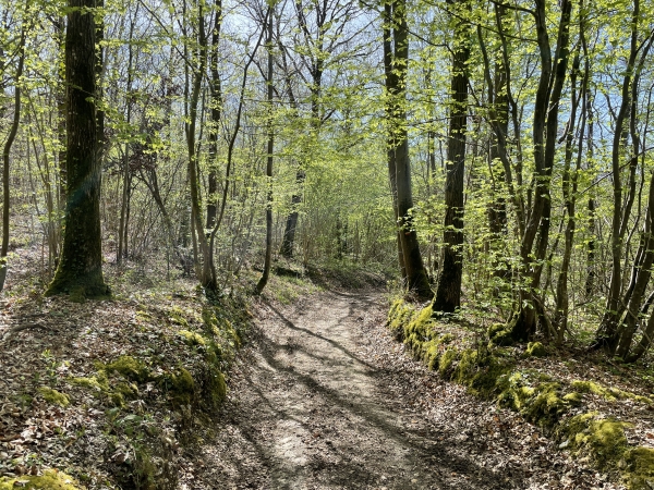 Nous traversons la D6014, et continons dans le bois du Courbet.