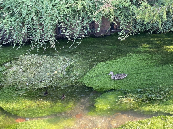 Canne et canetons sur le Gambon.