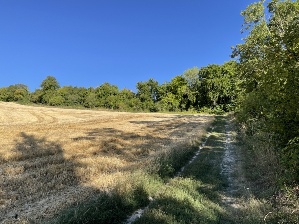 Après le cimetière nous montons vers le plateau sud. Pour monter, nous ne suivons pas le balisage jaune qui propose un chemin plus raide et implique plus de goudron au sommet...