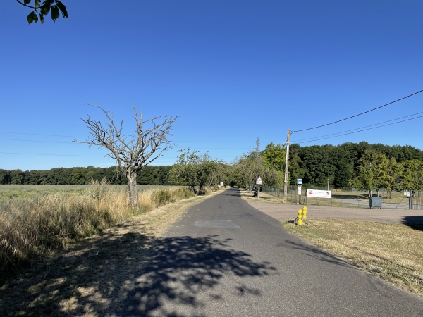 Nous arrivons sur l'Allée du Roi de Rome, et marchons en direction du bois.