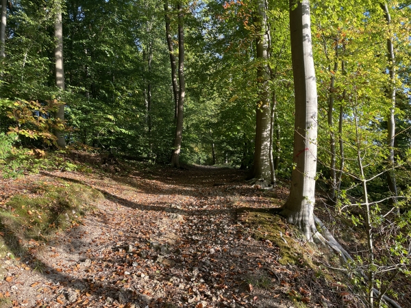 Nous voilà de retour en forêt. Nous montons en direction de la Maison Forestière de la Coudrette.