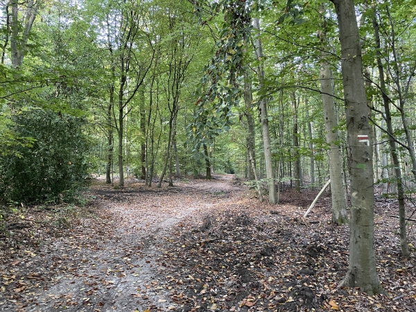 Les balises du GR210 nous guident dans le dédale des chemins de cette forêt.