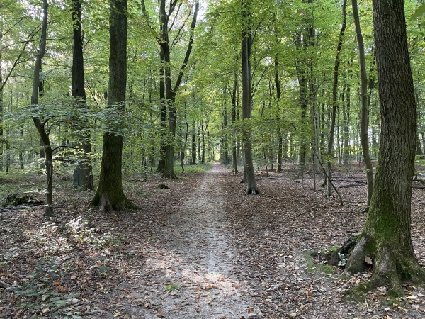 Nous marchons vers le sud, en direction du bois Saint-Gervais.