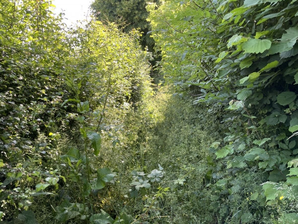 Arrivés à la Sausseuse Mare, ce nouveau chemin est encombré de hautes herbes.