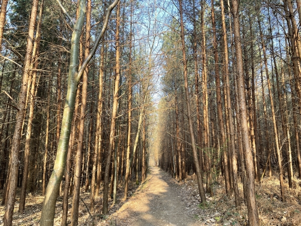 Après Aptuy nous retrouvons le bois de Cany, planté ici de résineux.