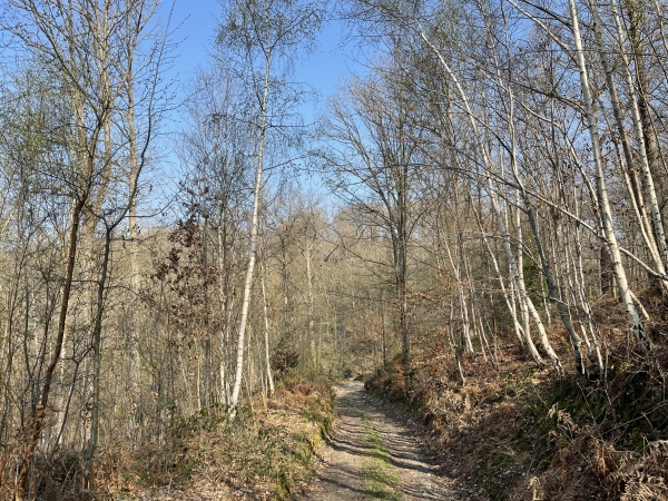 Nous voilà dans le bois de Saint-Laurent. Nous allons le traverser jusqu'aux Longs Champs.