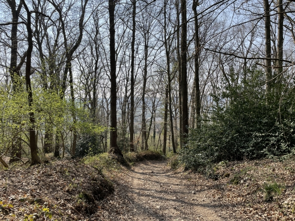 Nous descendons le bois de la Côte. Le chemin rejoint directement le carrefour de l'avenue Planquette à Corneville-sur-Risle.