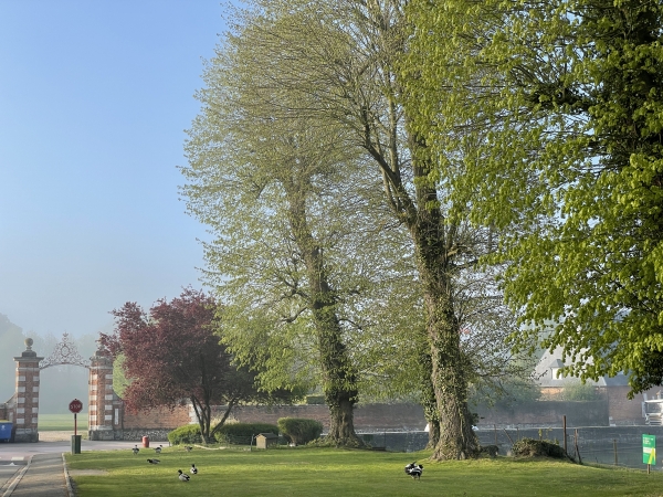 L'allée qui menait au château longe la mare dont les habitants prennent le soleil.