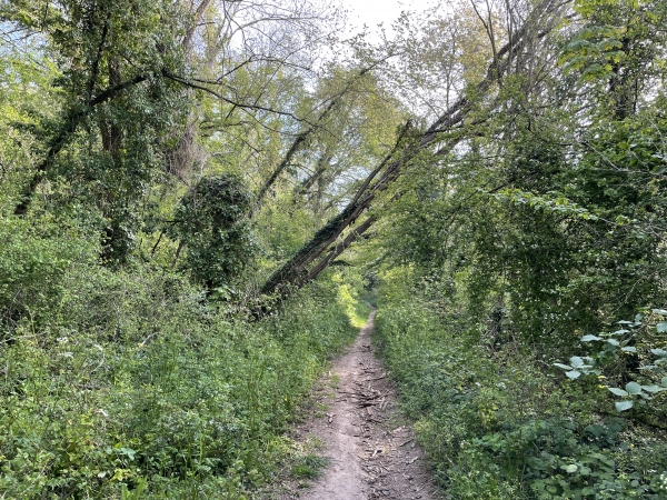 Nous suivons le GR2 sur le chemin qui sépare le bois de Rouville et la Garenne de l'Epine.