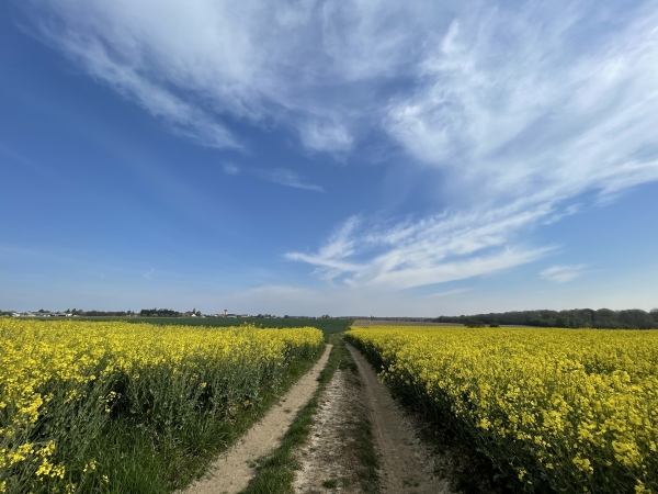 Nous avons suivi la D95 sur 150 mètres (prudence), et rejoignons ici le chemin de Quévreville.
