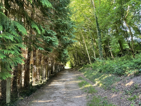 Nous partons du parking de la rue Ferry, suivons la rue Sous-le-Val, et longeons le cimetière sur ce chemin boisé.
