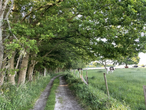 Nous sommes maintenant sur la Voie Portier, qui jadis menait à l'une des portes de Jumièges.
