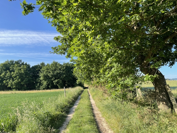 La Voie Portier avance dans les champs, entre la route de Yainville et la forêt de Jumièges.