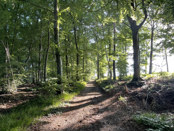 Nous traversons la forêt de Jumièges sur cette voie antique qui relie Saint-Paul à Jumièges.