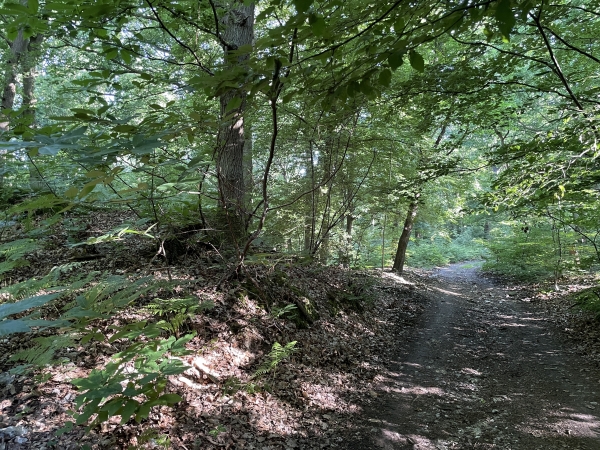 Le chemin traverse ici un talus que l'on voit bien à gauche. Il s'agit des vestiges du Fossé Saint-Philibert qui barrait jadis l'entrée de la presqu'île de Jumièges. Les origines de ce rempart remontent à l'âge du bronze, environ 1000 ans avant notre ère.