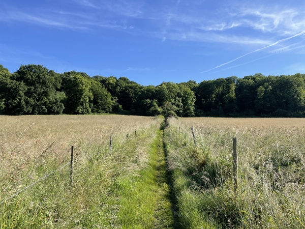 Nous montons vers la forêt domaniale du Trait-Maulévrier.