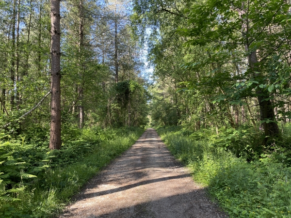 Nous avons quitté le GR2 et marchons sur la belle route forestière du Claquemeure.