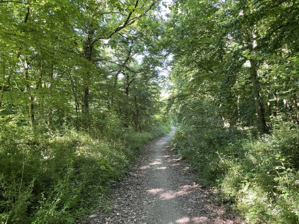 La route forestière devient un chemin, et descend vers la vallée.