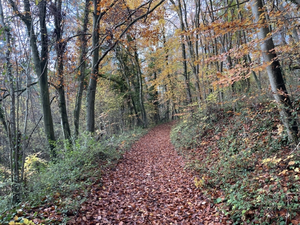 Le chemin qui traverse le bois est très agréable. Seul le chemin est publique, et des panneaux de propriétés nous rappellent régulièrement de ne pas nous écarter de ce chemin.