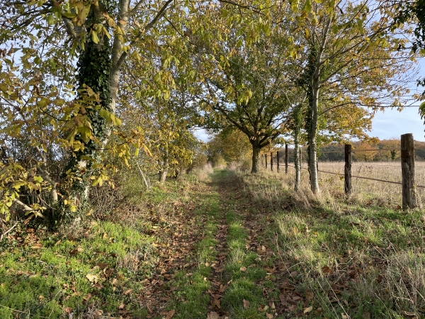 Nous montons maintenant le chemin Saint-Roch en direction du Bois l'Abbé.