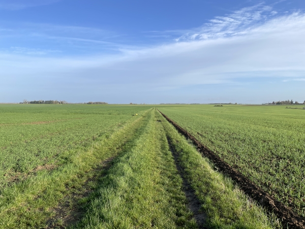Juste en face de la Petite Boulaye, ce chemin à travers champs nous permet de rejoindre Champenard.